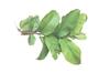 Aadityaa's Natural Guave Leaf / Amood Plant Leaf, Teeth and Mouth Freshner Exclusive Large Size, Shortened & Fresh Green Leaves, Improve Oral Health, Stop Bad Breath, Tooth Deckay, Increase Taste of Mouth, Pack Of 500gm. view 1