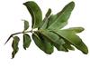 Aadityaa's Natural Guave Leaf / Amood Plant Leaf, Teeth and Mouth Freshner Exclusive Large Size, Shortened & Fresh Green Leaves, Improve Oral Health, Stop Bad Breath, Tooth Deckay, Increase Taste of Mouth, Pack Of 500gm. view 2
