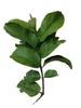 Aadityaa's Natural Guave Leaf / Amood Plant Leaf, Teeth and Mouth Freshner Exclusive Large Size, Shortened & Fresh Green Leaves, Improve Oral Health, Stop Bad Breath, Tooth Deckay, Increase Taste of Mouth, Pack Of 500gm. view 3