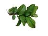 Aadityaa's Natural Guave Leaf / Amood Plant Leaf, Teeth and Mouth Freshner Exclusive Large Size, Shortened & Fresh Green Leaves, Improve Oral Health, Stop Bad Breath, Tooth Deckay, Increase Taste of Mouth, Pack Of 500gm. view 4