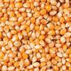 TATHASTU Popcorn Seeds & 100% Popping Kernels - Popcorn kernels soft, Butterfly Popcorn Maize, Corn Kernels, Pop-Corn makka (Makai)-1Kg view 3