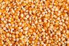 Diwali Sale Organic Popcorn Kernels (Makka Sabut) - 500 Grm Packing Rich in Nutrients & Fibre Great Indian Festival view 2
