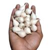 RR AGRO FOODS Single Clove Garlic 400 GM (Single piece garlic/Fresh garlic/One Kuli Lehsun/Ek Pothi Lahsun/GARLIC/Immunity Booster) Pack of 1 view 3