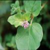 3V PRODUCTS Mookirattai Powder - Punarnava 50g view 4