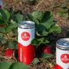 Go Grin Kombucha | Strawberry Love (Fresh Strawberry & Hibiscus) | Probiotic Powerhouse | 250 ml - pack of 4 cans view 4
