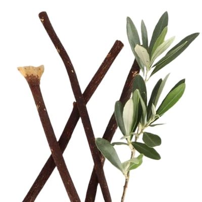 Weinbux Zaitoon Olive Herbal Miswak Natural Toothbrush Sticks | Eco Friendly Chewing Sticks | Healthy Manual Toothbrush | Complete Oral Care Toothbrush | Pack of 6