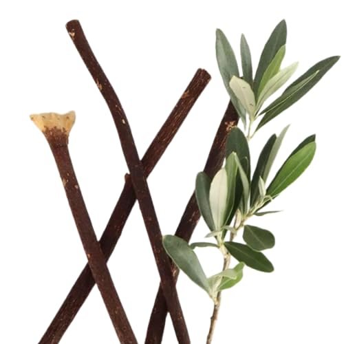 Weinbux Zaitoon Olive Herbal Miswak Natural Toothbrush Sticks | Eco Friendly Chewing Sticks | Healthy Manual Toothbrush | Complete Oral Care Toothbrush | Pack of 6