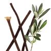 Weinbux Zaitoon Olive Herbal Miswak Natural Toothbrush Sticks | Eco Friendly Chewing Sticks | Healthy Manual Toothbrush | Complete Oral Care Toothbrush | Pack of 6 view 1