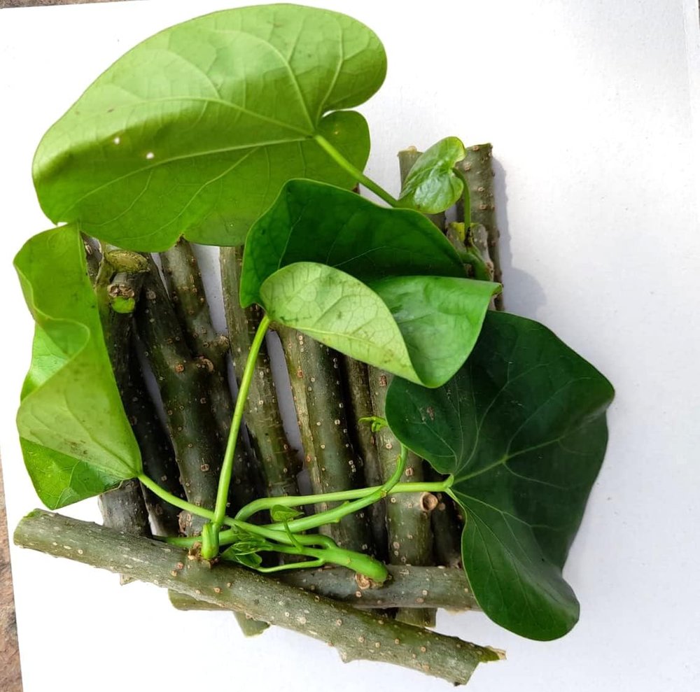 Tinospora Cordifolia Guduchi Fresh Stems Stickes 10 Nos. Grown Upon Neem Tree Giloy