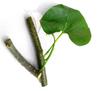 Tinospora Cordifolia Guduchi Fresh Stems Stickes 10 Nos. Grown Upon Neem Tree Giloy view 3