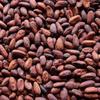 Midday Cocoa Beans | fermented | Sun dried | Raw Cocao Bean | from Kerala, 200 gm view 2