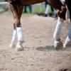 Blessing Pack of 4 pcs Horse Polo Bandage White (White) view 2