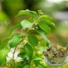 Iagrifarm Gurmar Powder - 950 gram/Sirukurinjan/Podapatri/Madhunashini Powder view 3