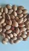 KADWA BADAM (BITTER ALMONDS WITHSHELL 500GM view 1