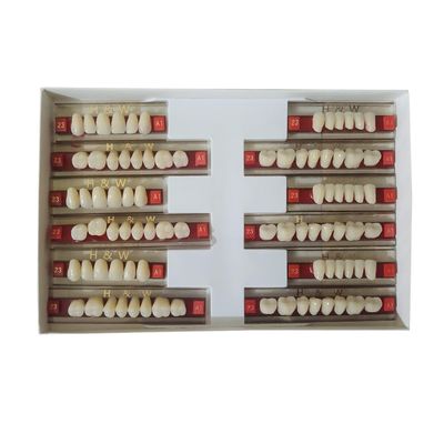Synthetic teeth set - Double layer - A1 - module 419