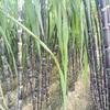ARIYA Philippine Black Sugarcane (Aakh Plant)  Pure Organic Sweetener, Fresh and Rich in Vital Nutrients view 1