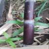 ARIYA Philippine Black Sugarcane (Aakh Plant)  Pure Organic Sweetener, Fresh and Rich in Vital Nutrients view 2