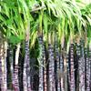 ARIYA Philippine Black Sugarcane (Aakh Plant)  Pure Organic Sweetener, Fresh and Rich in Vital Nutrients view 3