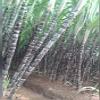 ARIYA Philippine Black Sugarcane (Aakh Plant)  Pure Organic Sweetener, Fresh and Rich in Vital Nutrients view 4