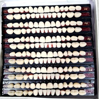 Dental Leo Dent Acrylic Teeth Kit Shade Of Teeth 23