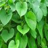 Iagrifarm Guduchi Powder - 1 Kg - Giloy/Sindalkodi/Amruthaballi Powder view 3