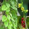 Iagrifarm Guduchi Powder - 1 Kg - Giloy/Sindalkodi/Amruthaballi Powder view 4