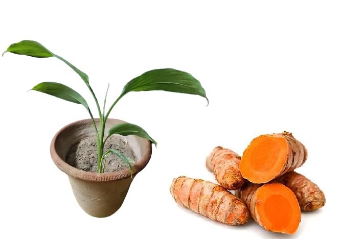 Adharvya Raw Turmeric Seeds 300gm Kachi Haldi Roots for Plantation
