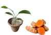 Adharvya Raw Turmeric Seeds 300gm Kachi Haldi Roots for Plantation view 1