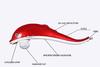 AANTAR THE DIFFERENCE Dolphin Fish Handheld Massager Machine with Vibration, Magnetic, Far Infrared Therapy to Aid in Pain and Stress Relief For Men and Women [red white] view 4