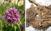 GODSOWNCOUNTRYIN Neotea Jadamanji Root powder - Spikenard Musk (Nardostachys Jatamansi) | Medicinal Herb, Herbal Use Only 150g view 3