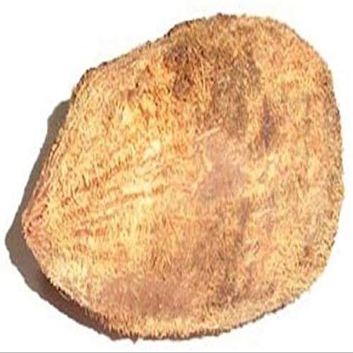 Pujahome Ekakshee Ekakshi Nariyal One Eye Coconut for Pooja Vastu & Fengshui (Pack of 2) | Sacred Coconut for Mandir, Lakshmi Pooja & Religious Rituals