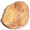 Pujahome Ekakshee Ekakshi Nariyal One Eye Coconut for Pooja Vastu & Fengshui (Pack of 2) | Sacred Coconut for Mandir, Lakshmi Pooja & Religious Rituals view 1