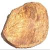 Pujahome Ekakshee Ekakshi Nariyal One Eye Coconut for Pooja Vastu & Fengshui (Pack of 2) | Sacred Coconut for Mandir, Lakshmi Pooja & Religious Rituals view 2
