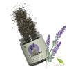 The Leafy Story Green Tea With Organic Lavender (500 Gram); view 3