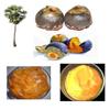 Healthy & Fresh Traditional Palm Jelly | Palmyra |Toddy | Thati Thandra | Palmyra Fruit Jelly | Palm Pulp Slice | Healthy and Nutritious Ripe Palm Pulp Slice | Traditional & Sun-Dried - (500 Grams) view 3