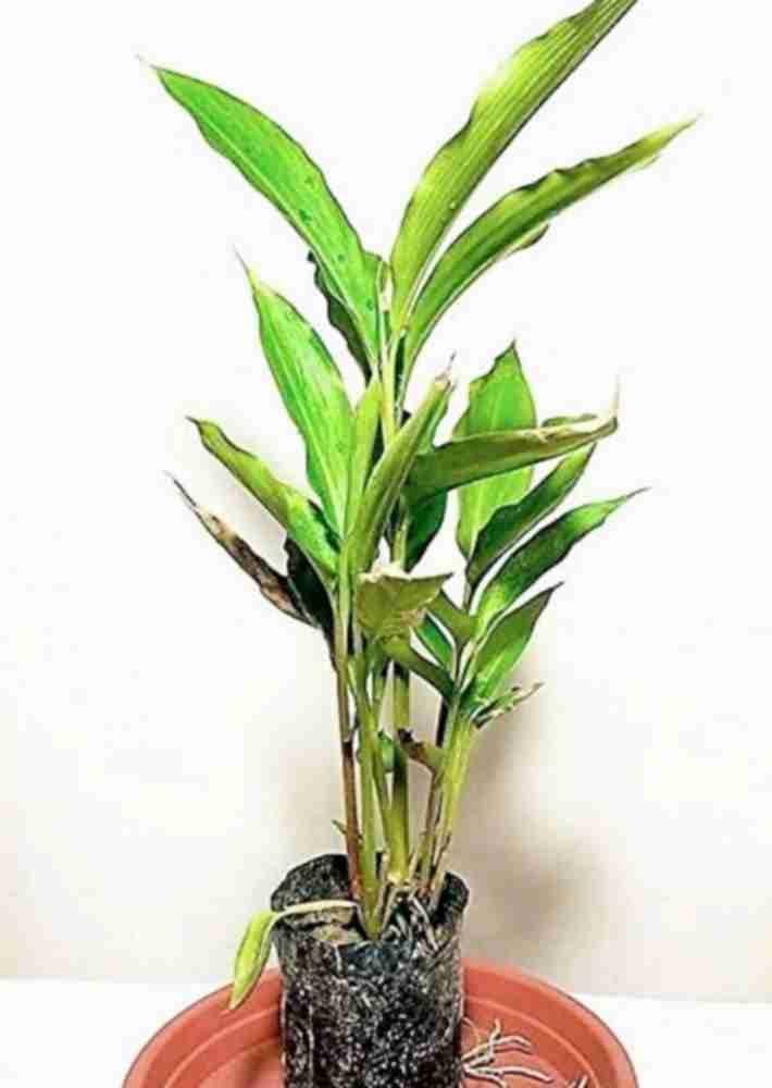 1-Pack Live Elaichi Spices Plant Featuring Cardamom