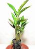 1-Pack Live Elaichi Spices Plant Featuring Cardamom view 1
