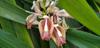 1-Pack Live Elaichi Spices Plant Featuring Cardamom view 2