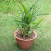 1-Pack Live Elaichi Spices Plant Featuring Cardamom view 3