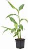 1-Pack Live Elaichi Spices Plant Featuring Cardamom view 4