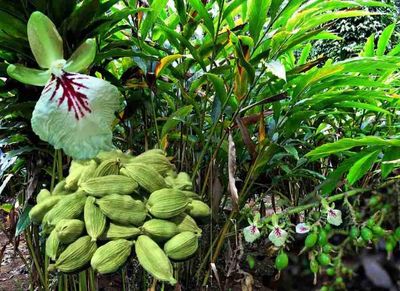 1-Pack: Cardamom Plant for Fresh Elaichi Spices