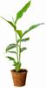 1-Pack: Cardamom Plant for Fresh Elaichi Spices view 2