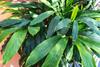 1-Pack: Cardamom Plant for Fresh Elaichi Spices view 3
