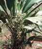 1-Pack: Cardamom Plant for Fresh Elaichi Spices view 4
