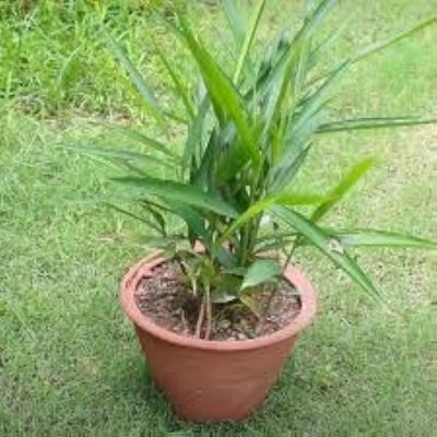 1-Pack Cardamom Plant: Discover Live Elaichi Spices