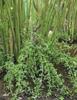 1-Pack Cardamom Plant: Discover Live Elaichi Spices view 2
