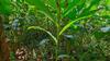1-Pack Cardamom Plant: Discover Live Elaichi Spices view 3