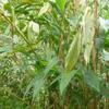 1-Pack Cardamom Plant: Discover Live Elaichi Spices view 4
