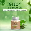 BIOAYURVEDA Giloy Capsule Strengthens Immunity Wellness, Guduchi, 30 Capsules view 2