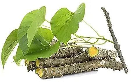 KD Giloy Natural Guruch Gulvel Guduchi Fresh Plant Stems Sticks Giloya Bel (7-inch) Set of 10
